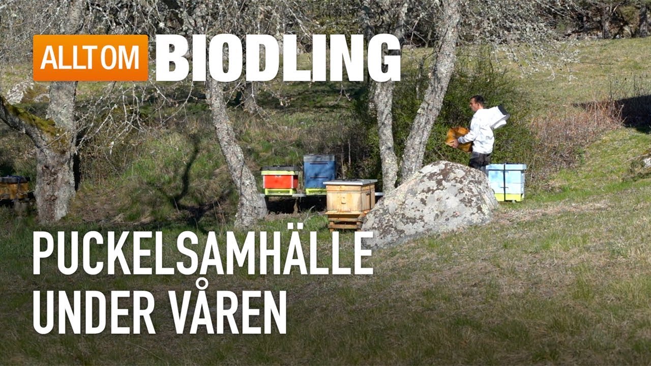 Puckelsamhälle under våren - Biodling