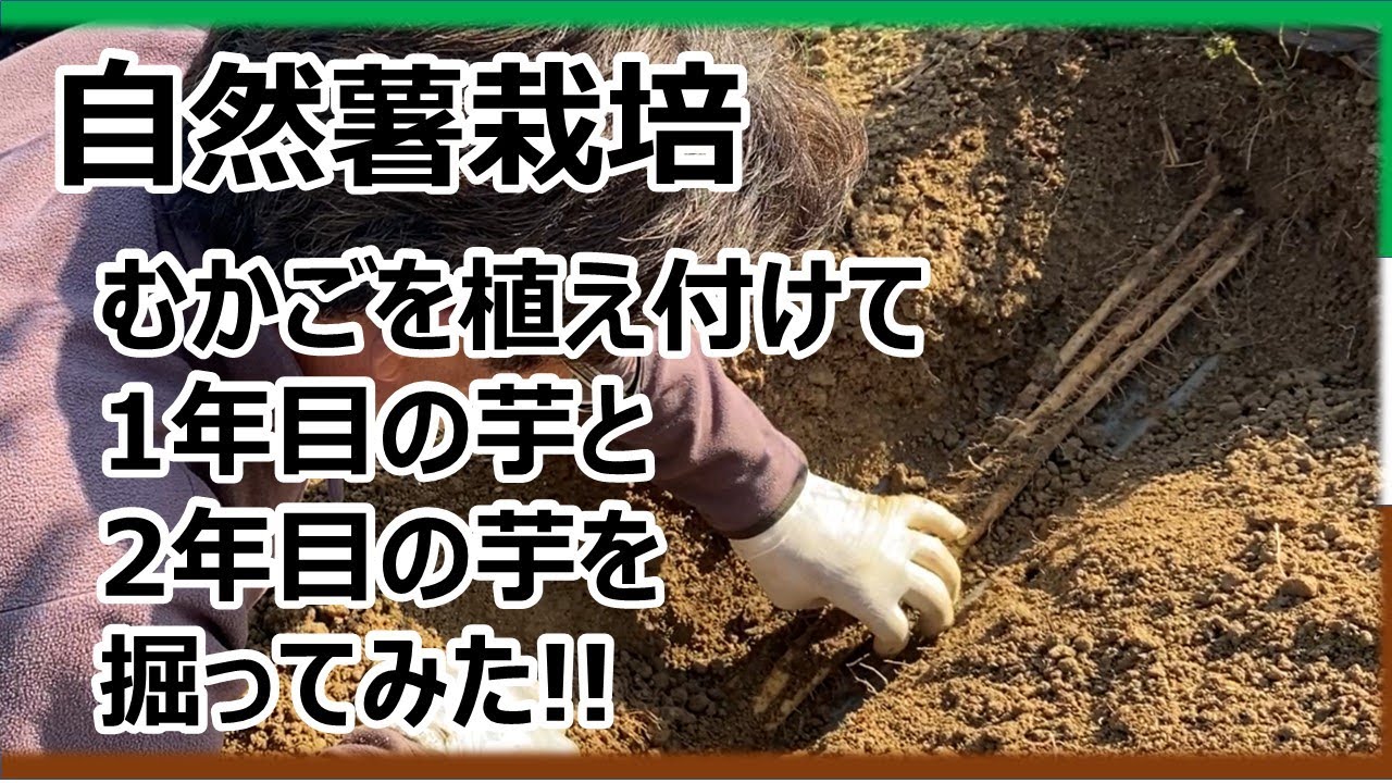 【自然薯栽培】むかごを植え付けて一年目の芋と二年目の芋を掘ってみた！！