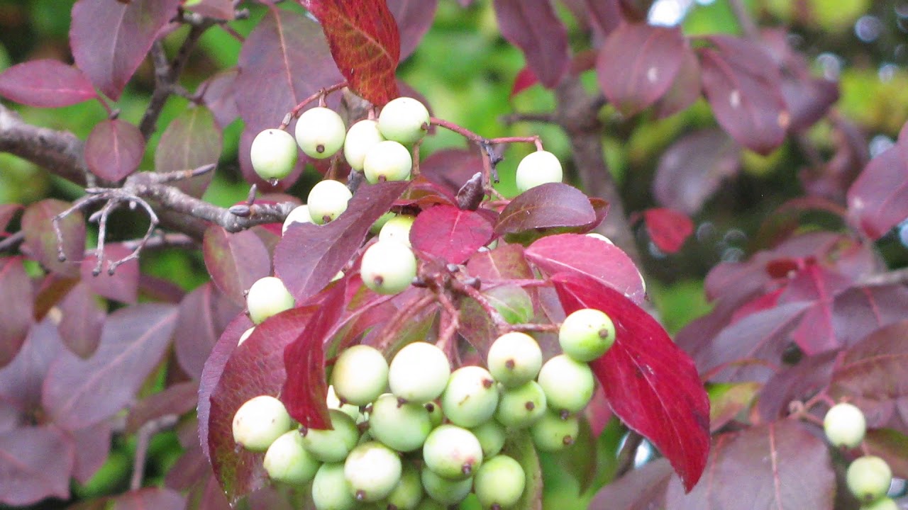 Viburnum prunifolium, blackhaw