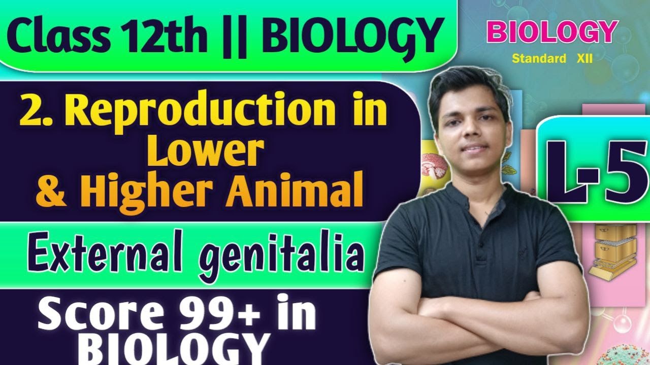 L-5 | 2. Reproduction in Lower and Higher Animal Class 12 Biology External genitalia #biology