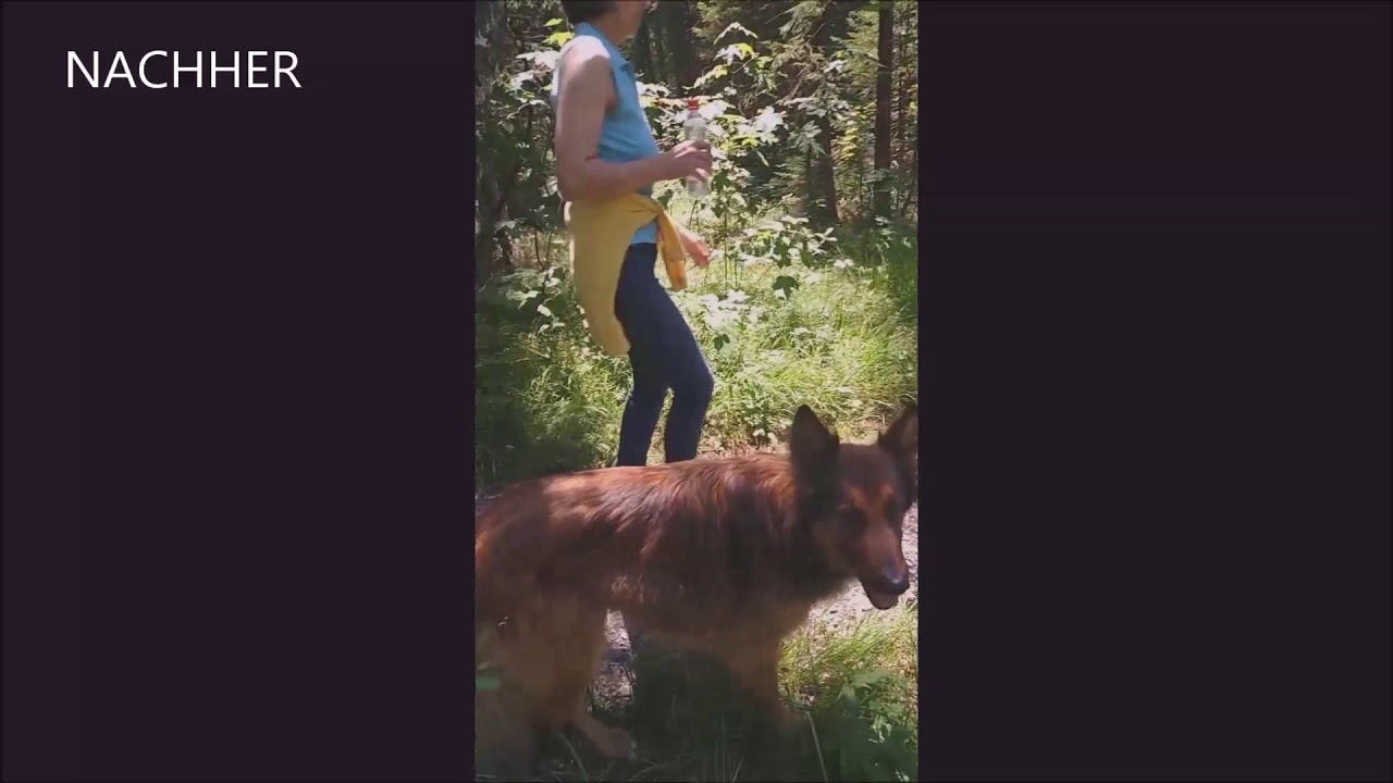 CANI training® Hilfe, mein Hund kontrolliert mich. Hund ist aggressiv an der Leine und zieht