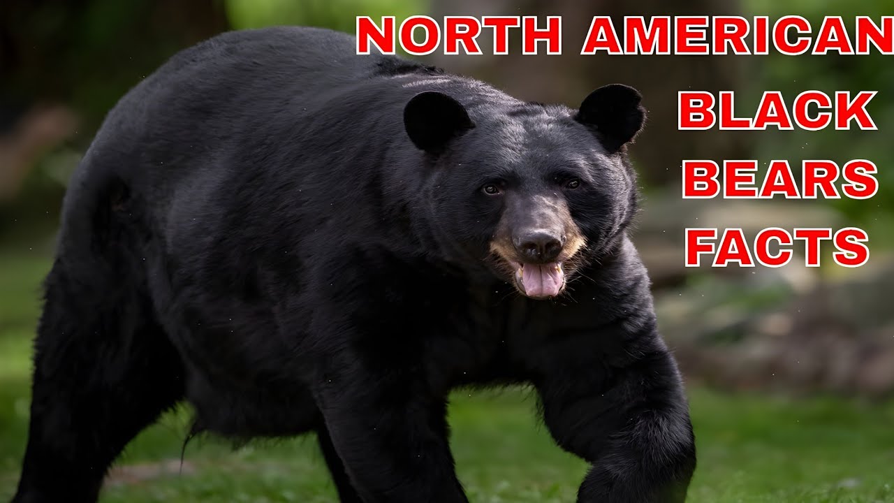 TOP 15 INTERESTING FACTS ABOUT NORTH AMERICAN BLACK BEARS