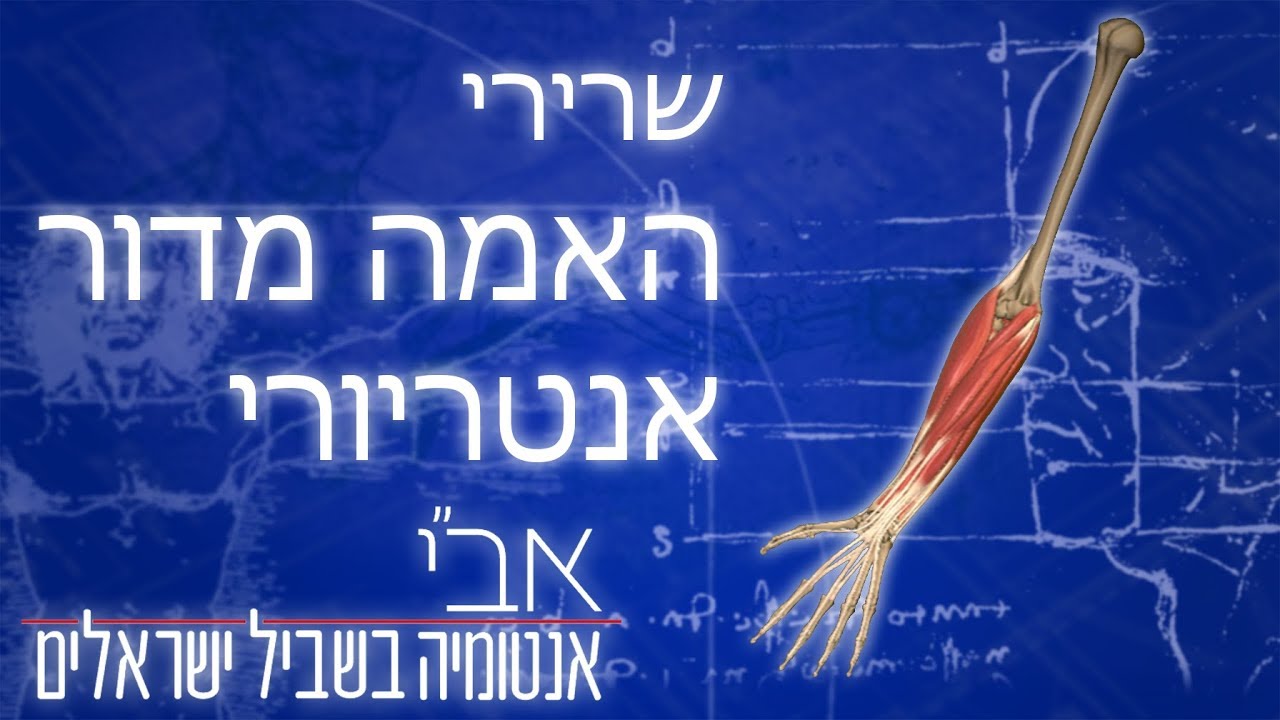 השרירים הקדמיים של האמה