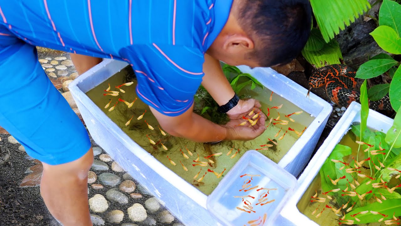 I Put 10 Guppy Breeders on the Breeding Cage & Here's What Happened!! Making the simplest Guppy Trap