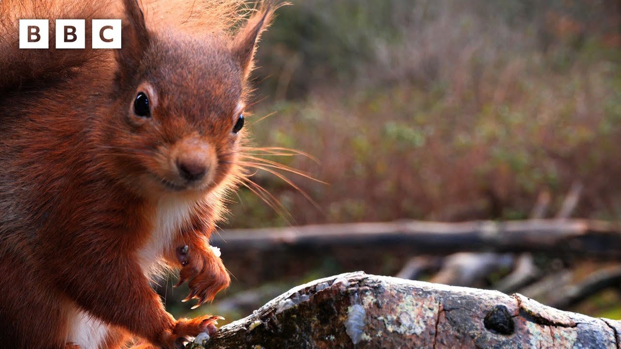🔴 LIVE wildlife cameras ❄️ 20 January 🐦 BBC Winterwatch 2026