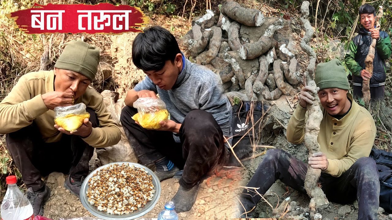 Wild Potatoes Hunting BAN TARUL Jungle Big Potato JINDAGIMA SABAI BHANDA THULO BAN TARUL KHANIYO ||
