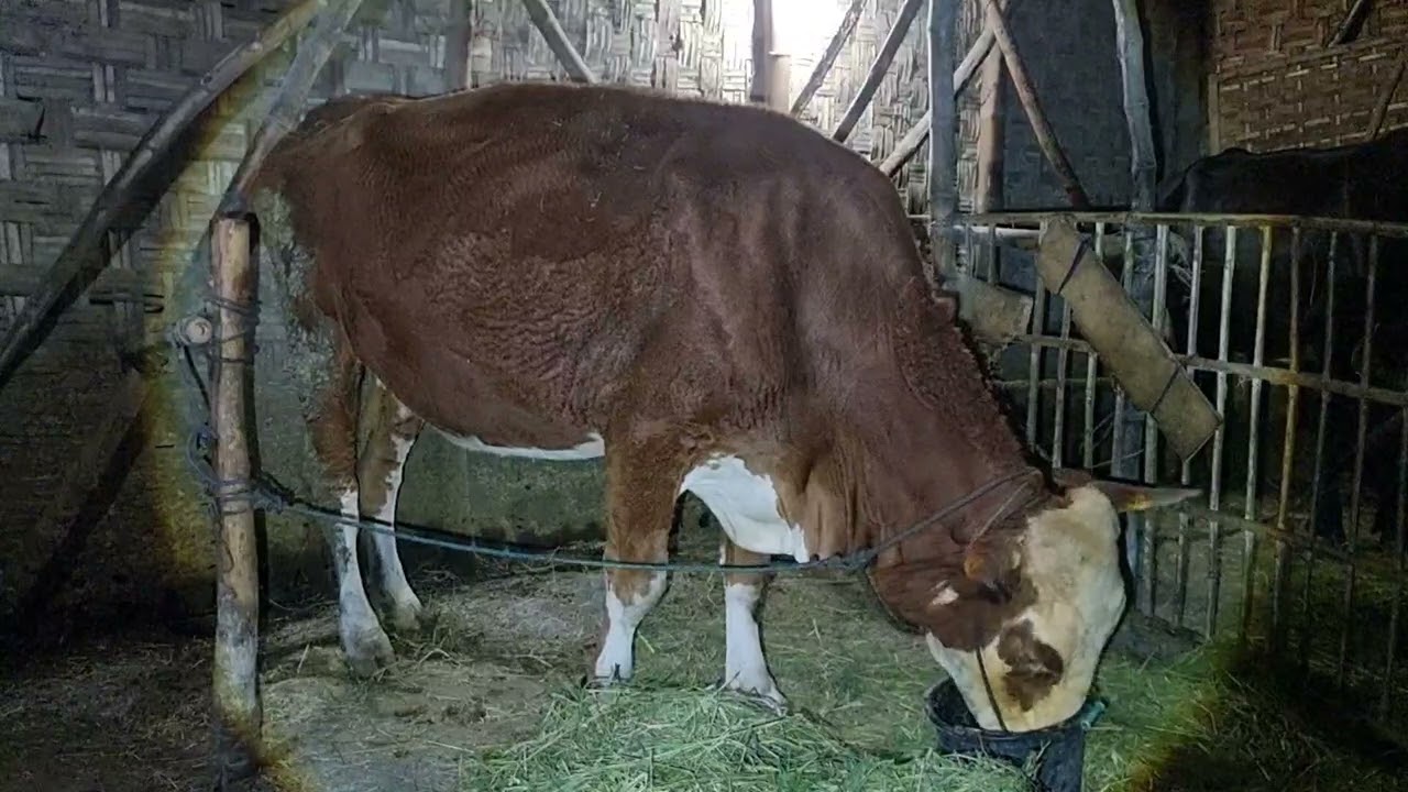 H446 Combor Sapi Simental Hamil-H140 Di Sore Hari | Minggu 15 Maret 2026