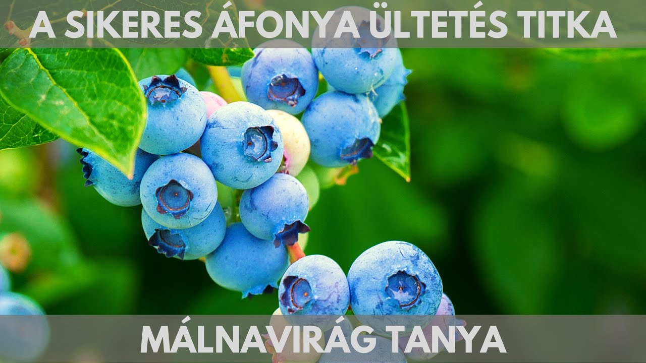 A sikeres áfonya ültetés titka