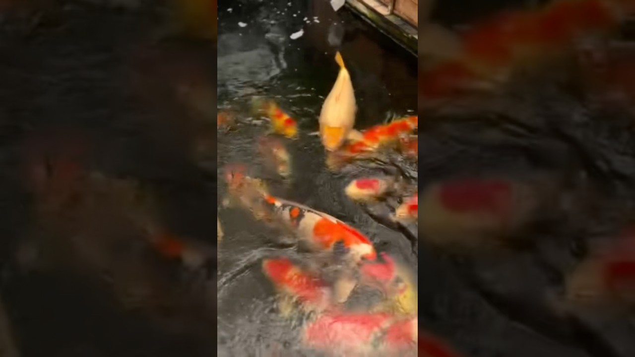 The Enormous Koi Pond: A World of Aquatic Beauty