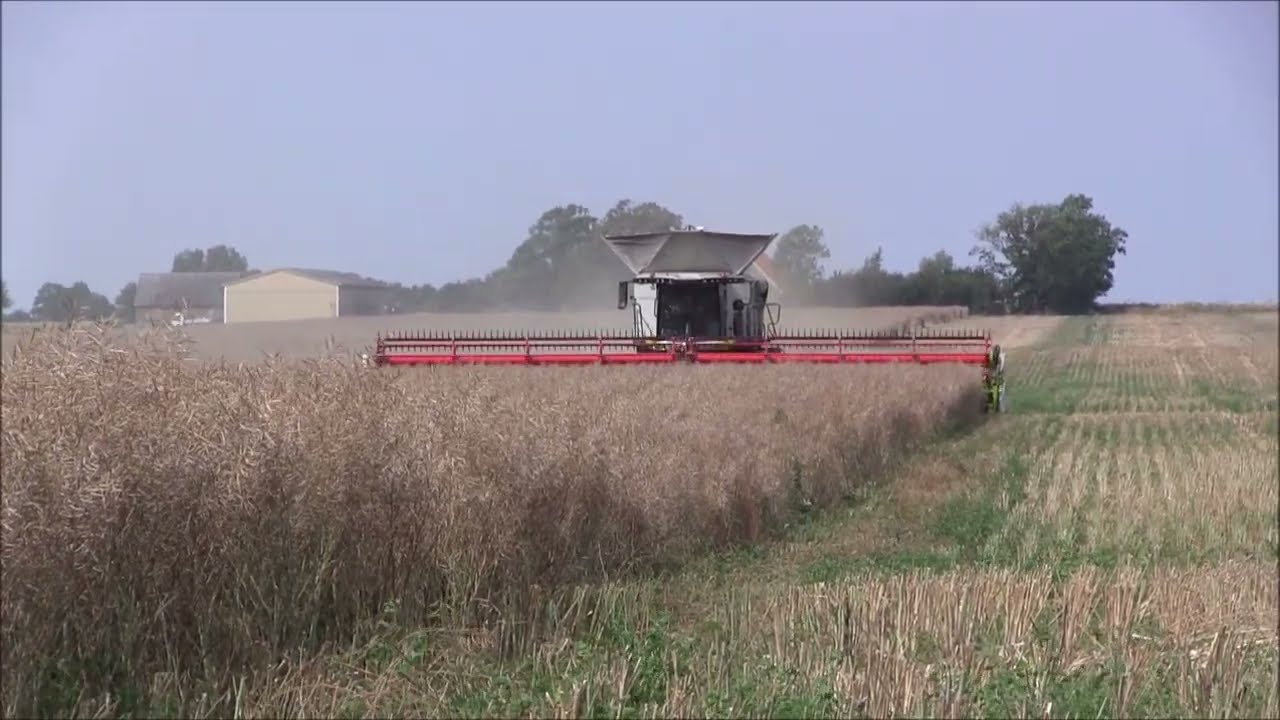 Rapsskörd på Barsebäcks Gods med Lexion 8900
