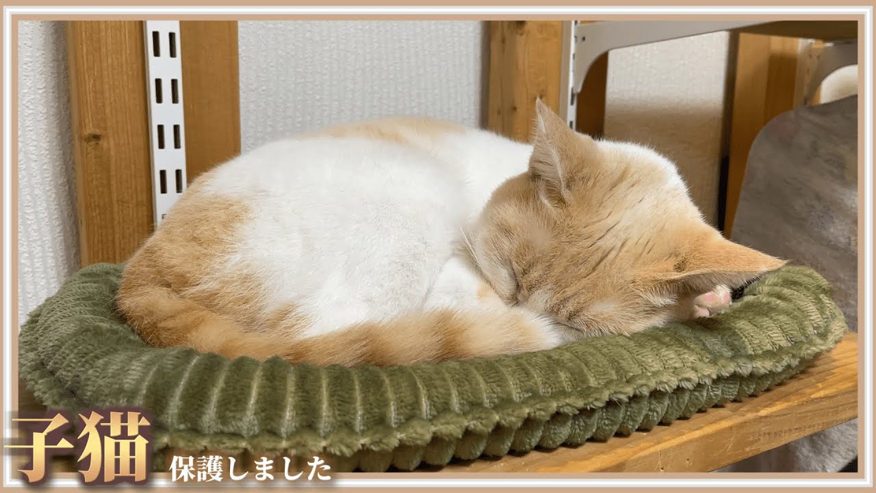 【憤怒】度重なる猫の襲撃が頭に来たので完全対策します