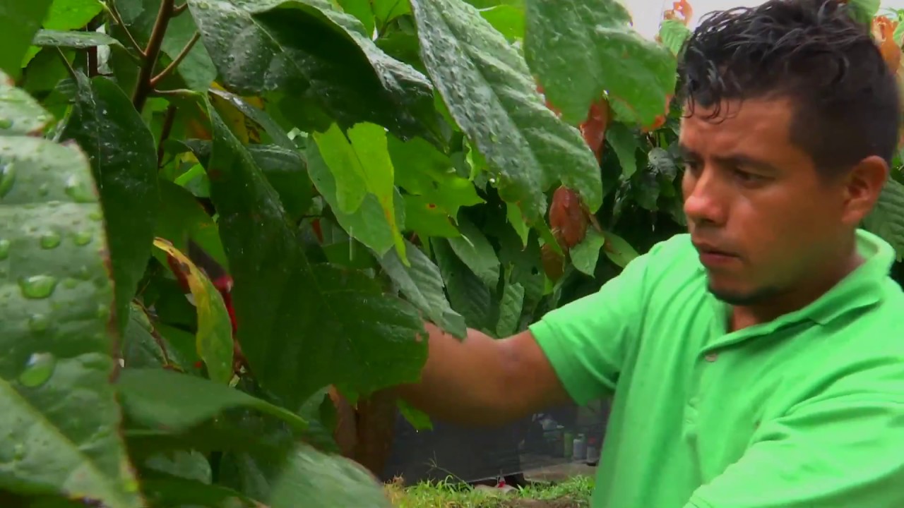 Agricultura al Día /  Cómo hacer un injerto de púa terminal en cacao
