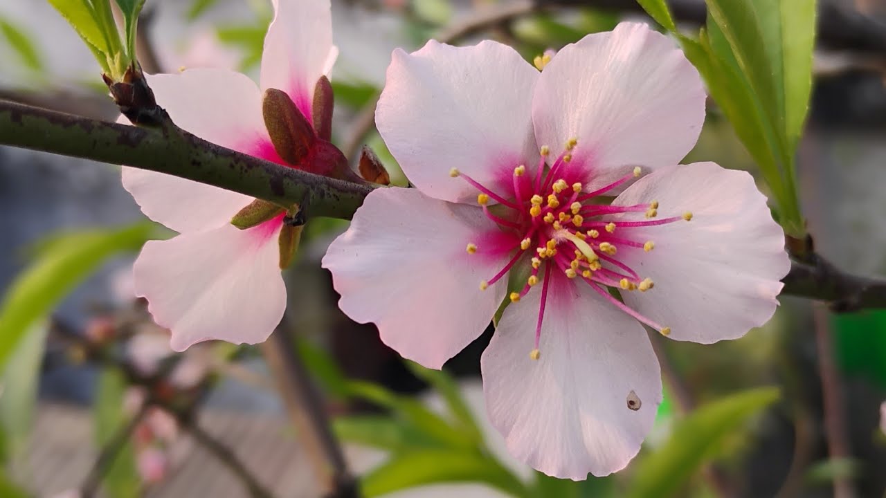 Mai Aur Mere Plants  is live #livestream #gardning