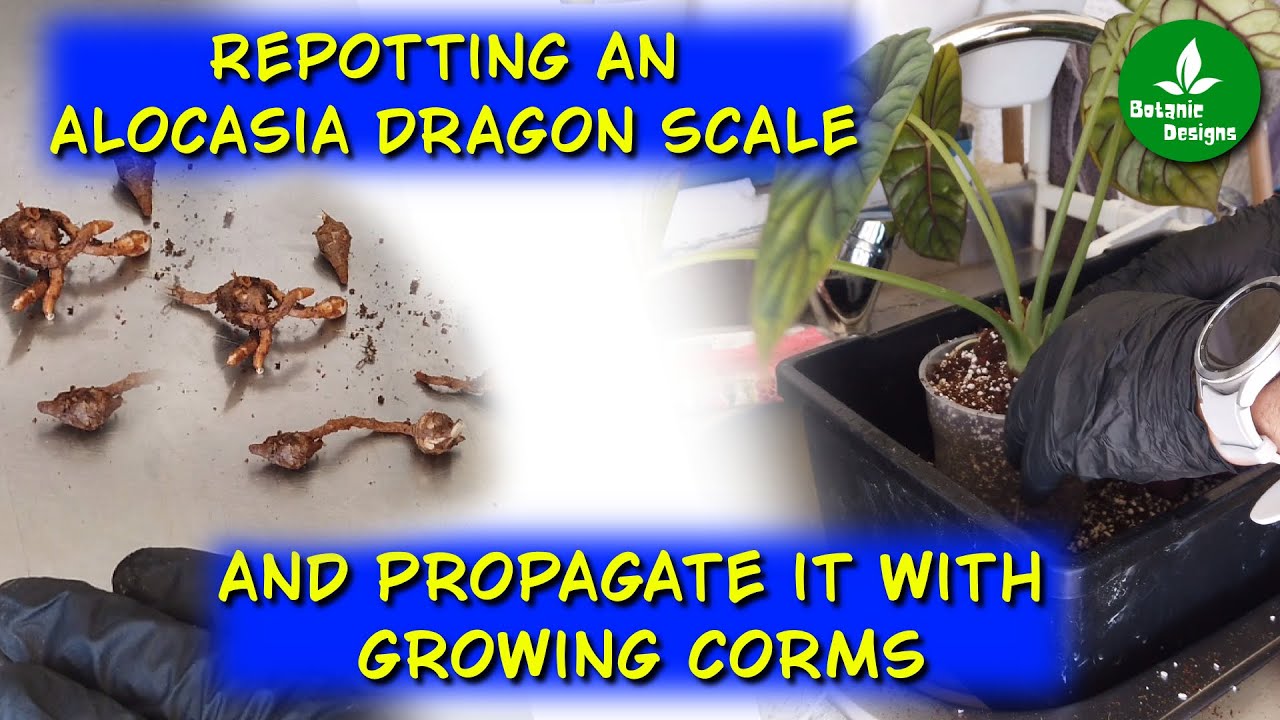 Repotting an Alocasia dragon scale and propagate it with growing corms