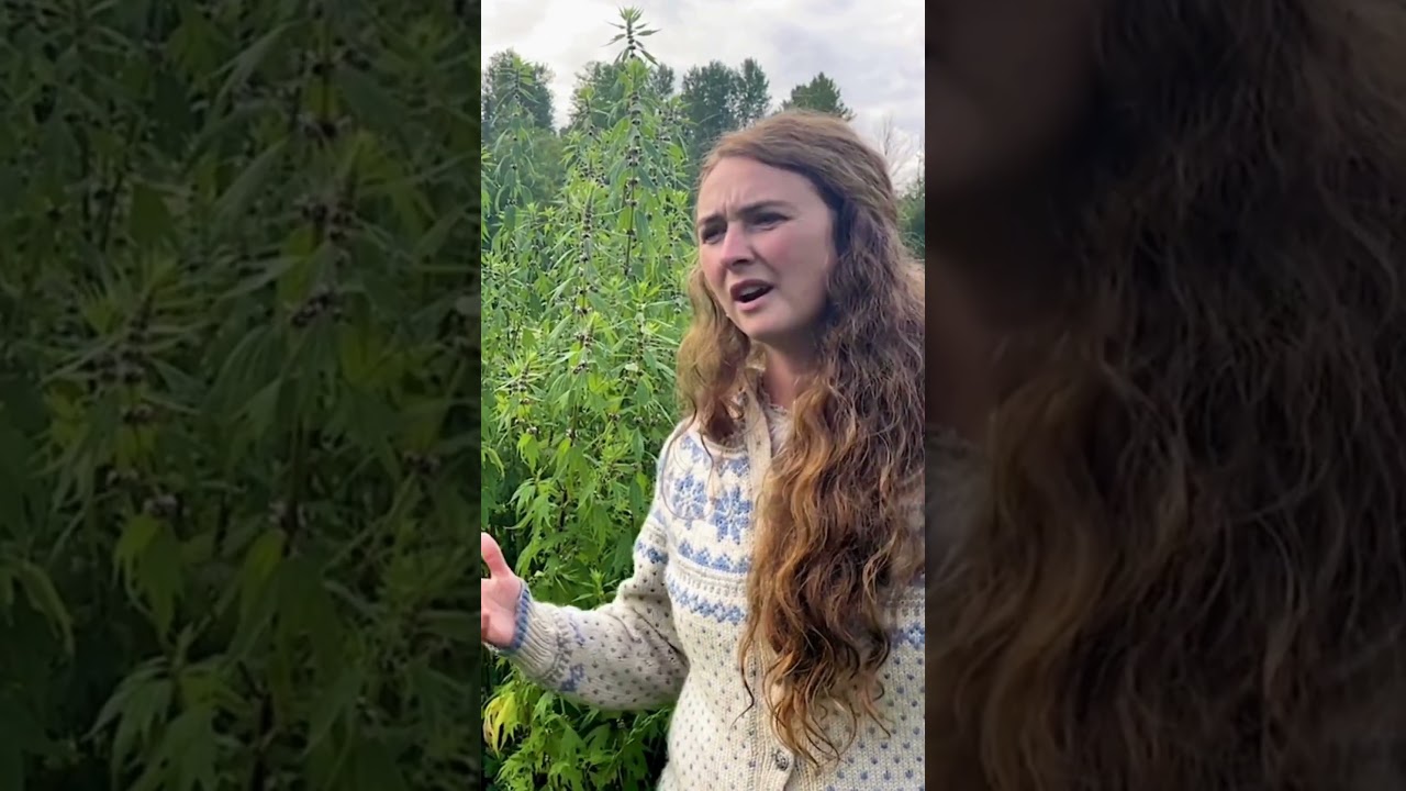 Motherwort: Fierce Softness for the Heart 💗🌿