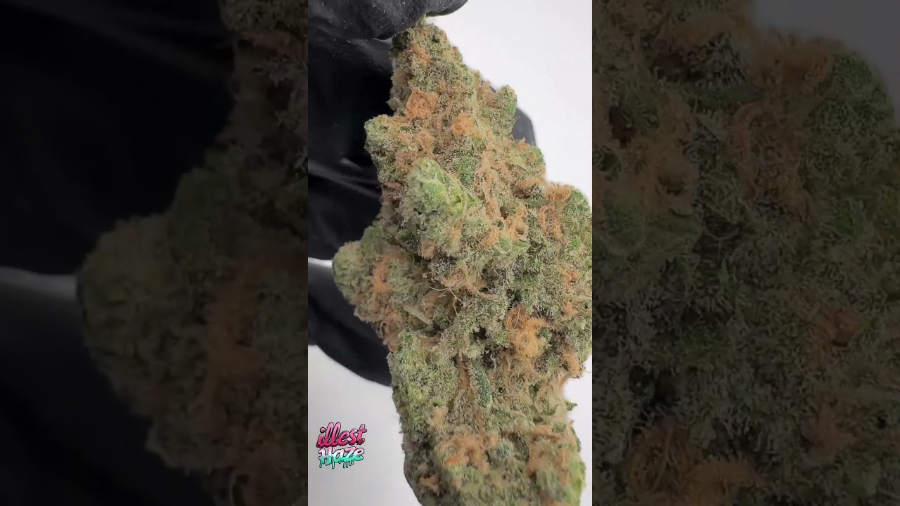 Blue Dream Craft Batch Living Soil THCa Hemp Flower