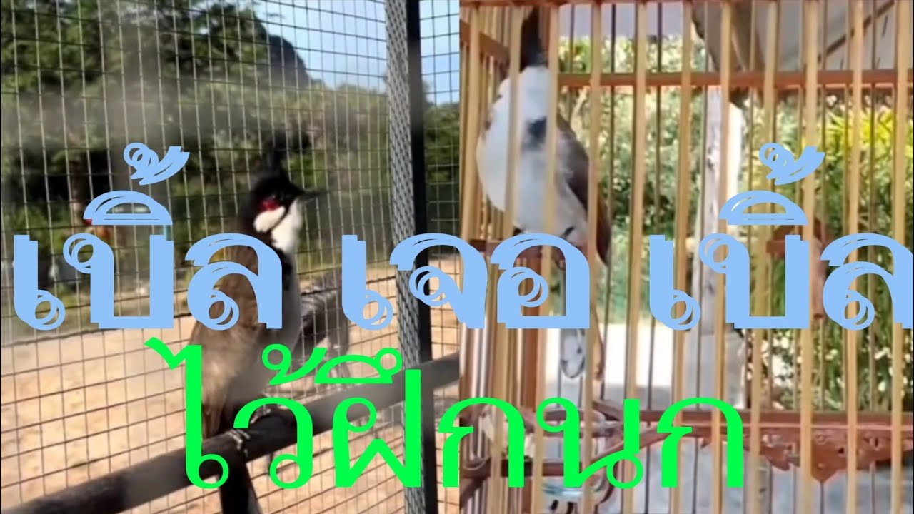นกกรงหัวจุก#เบิ้ล ปะทะ#เบิ้ล ไว้ฝึกลูกนกได้