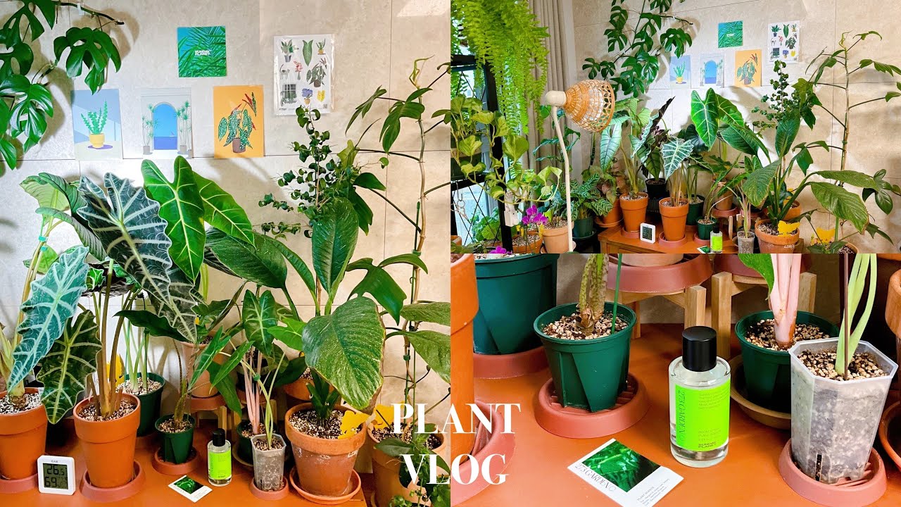 식물VLOG 우리집 알로카시아가 사는법, 식물 키우기 노하우