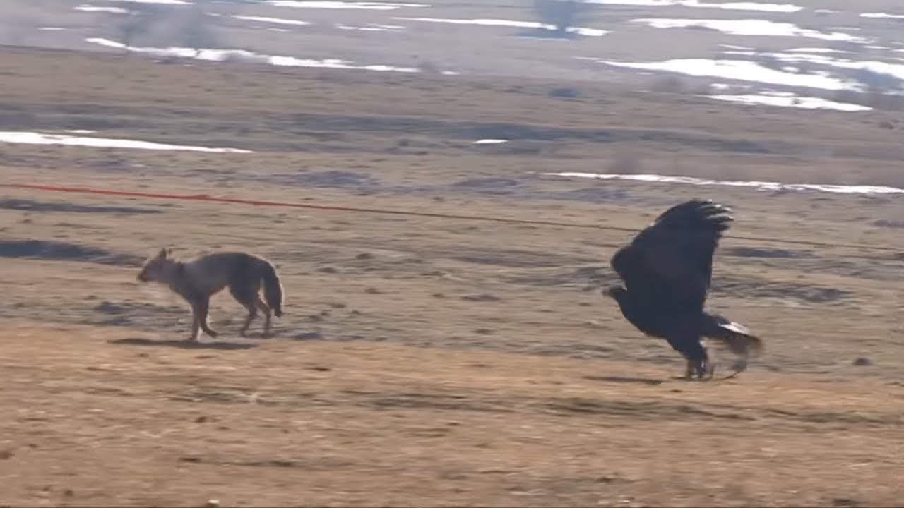 «Бүркіт баптау бабалардан қалған үрдіс...»