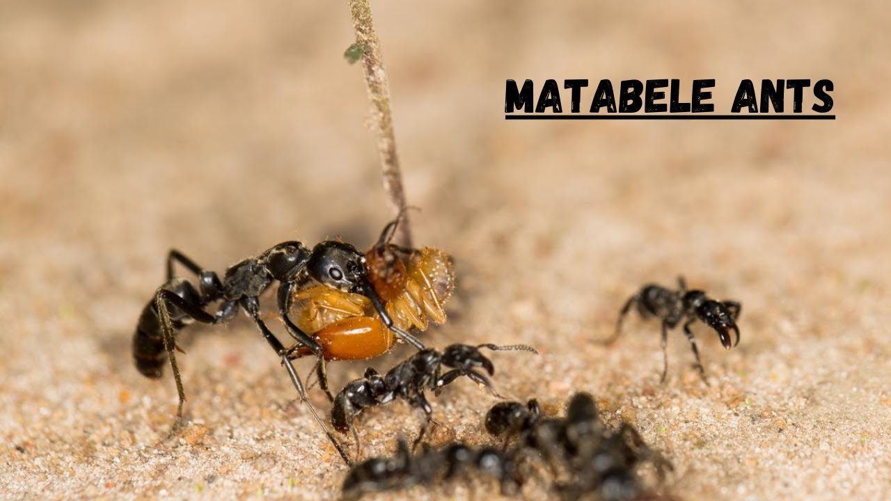 The Tiny Warriors Matabele Ants