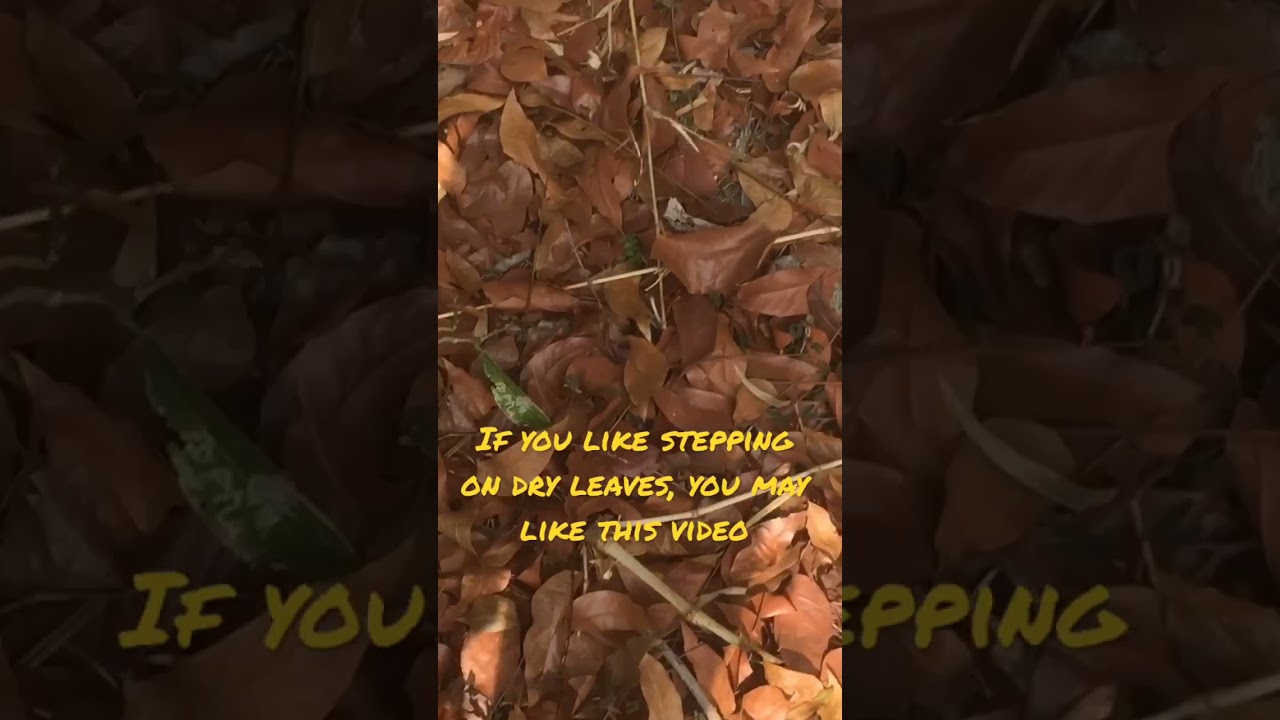Lots of crunchy dry leaves