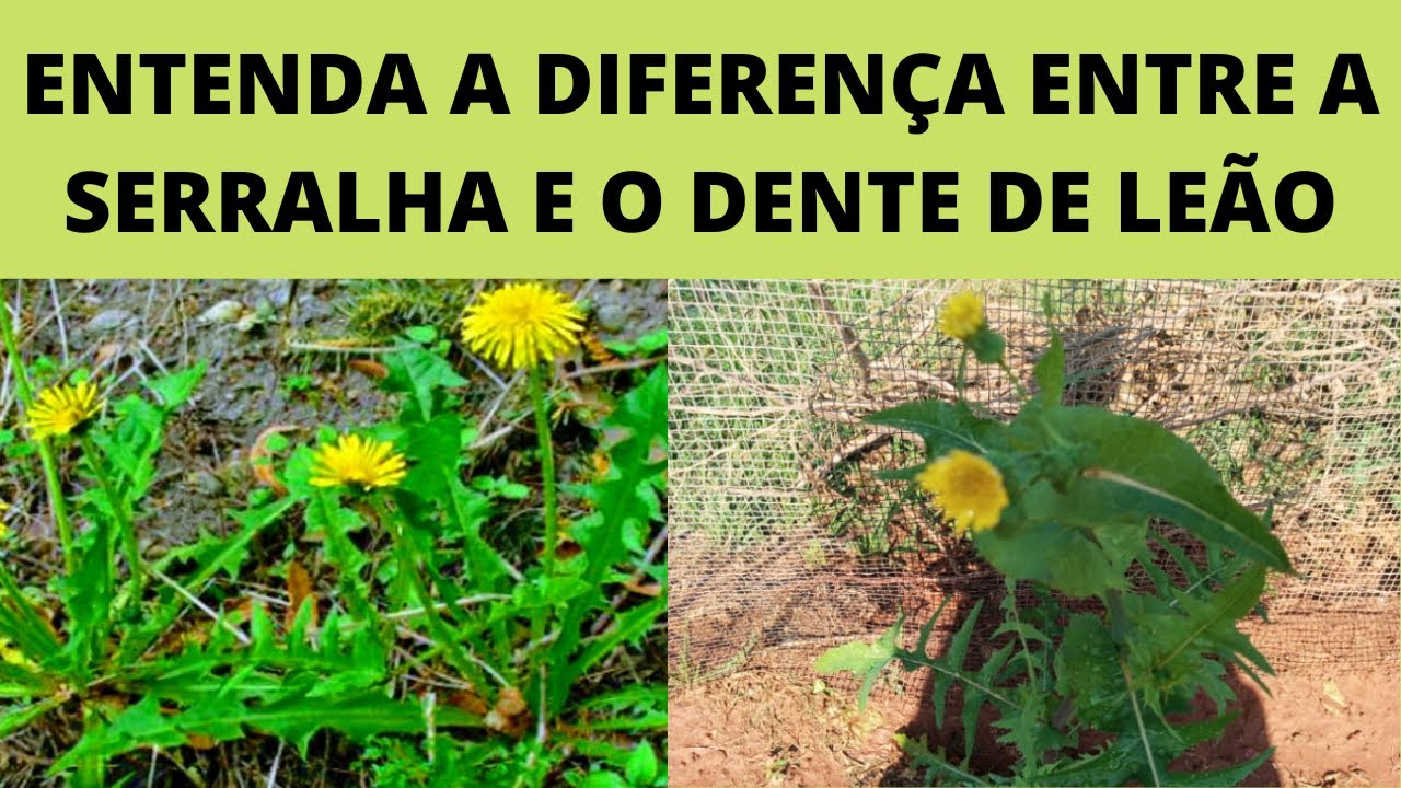 DICAS PARA SEU JARDIM | ENTENDA A DIFERENÇA ENTRE A SERRALHA E O DENTE DE LEÃO