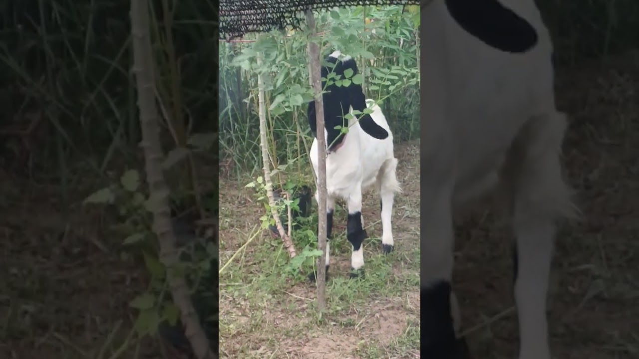 Kambing Etawa Aceh PE (Rembo Aceh)