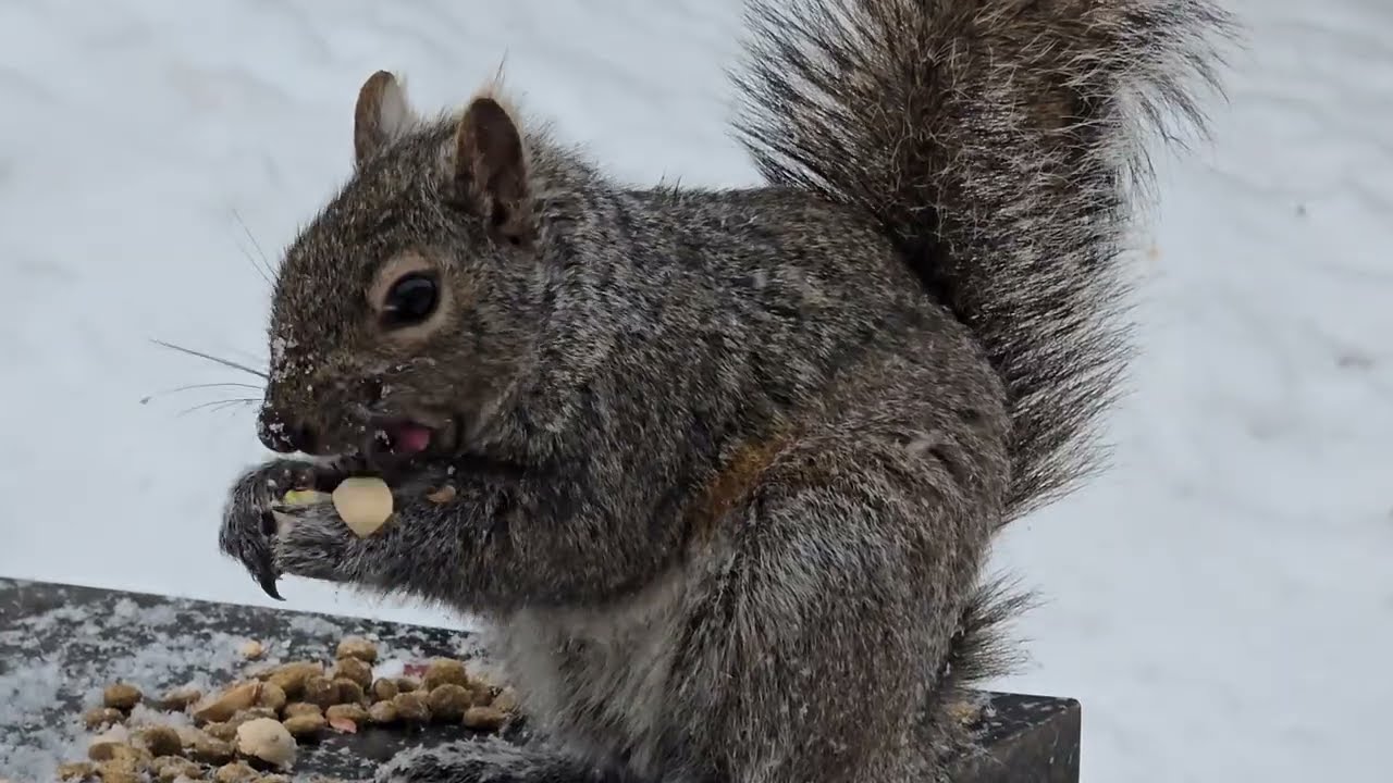 SquirreloVision! Snowy yard studded with squirrels. 