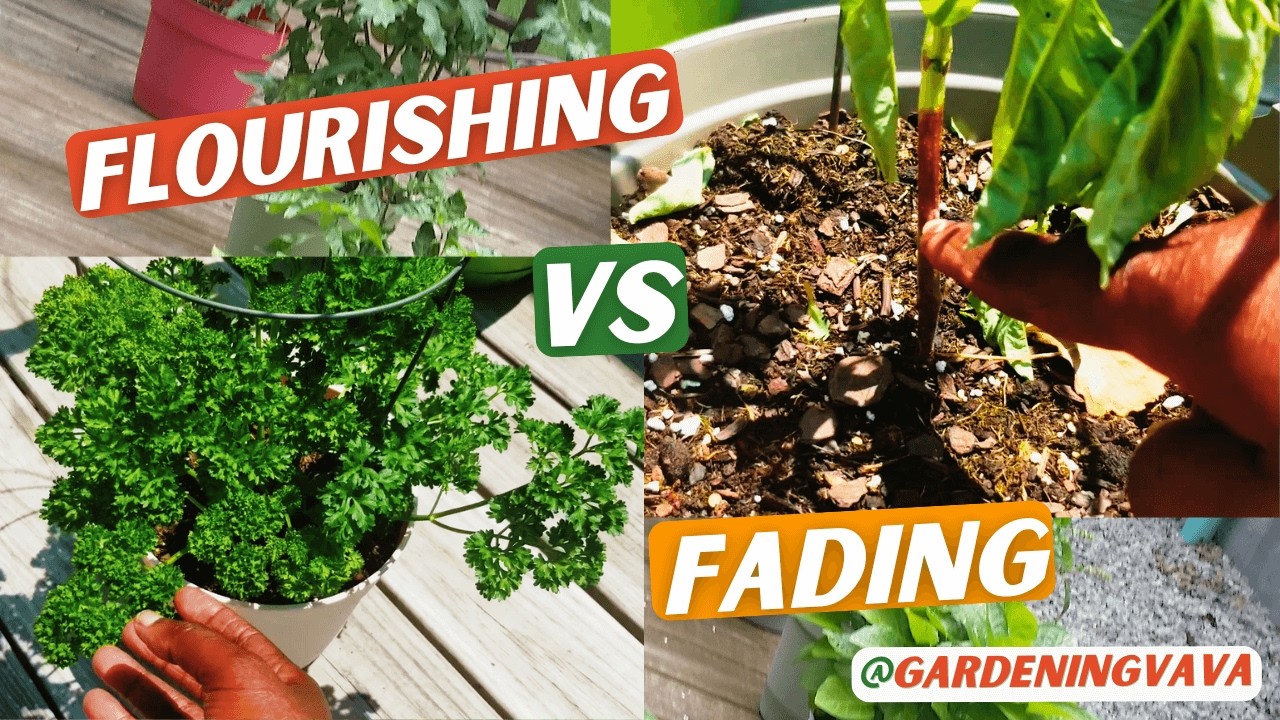 Container Garden Checkup: Which Plants Need TLC? (Beginners) | @Gardeningvava