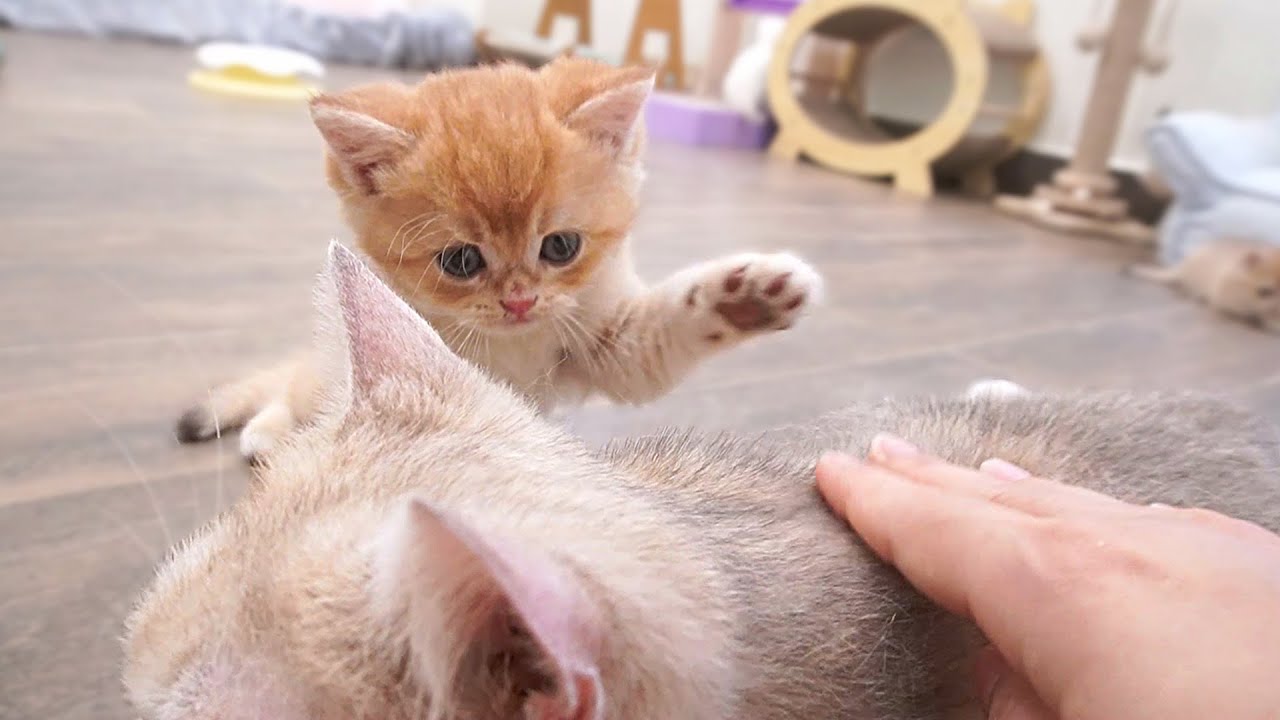 The kittens running to mom cat, meowing loudly and begging for her attention, are so cute