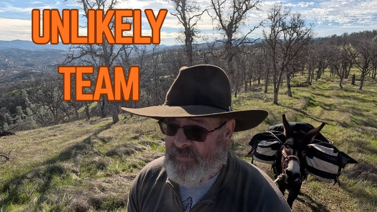 3 Days Solo Winter Camping — With a Mule and a Donkey