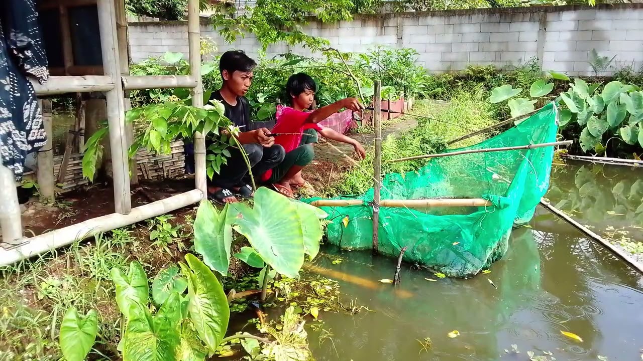 Hari Iki kita membantu memancing pesanan ikan bawal bolo 500 pesanan bolo