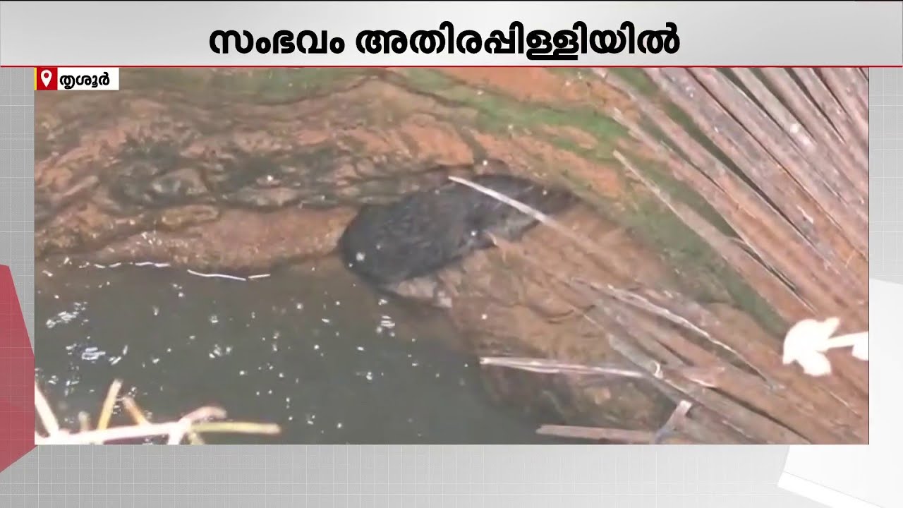 അതിരപ്പിള്ളിയിൽ കിണറ്റിൽ കുറുനരി വീണു; പുറത്തെത്തിക്കാൻ ശ്രമം തുടരുന്നു