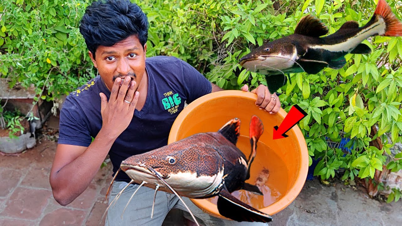 Cat Fish நம்ம முடியல!🐡 எல்லா மீன்களையும் சாப்பிட்டுருச்சு!😢   My Catfish Update