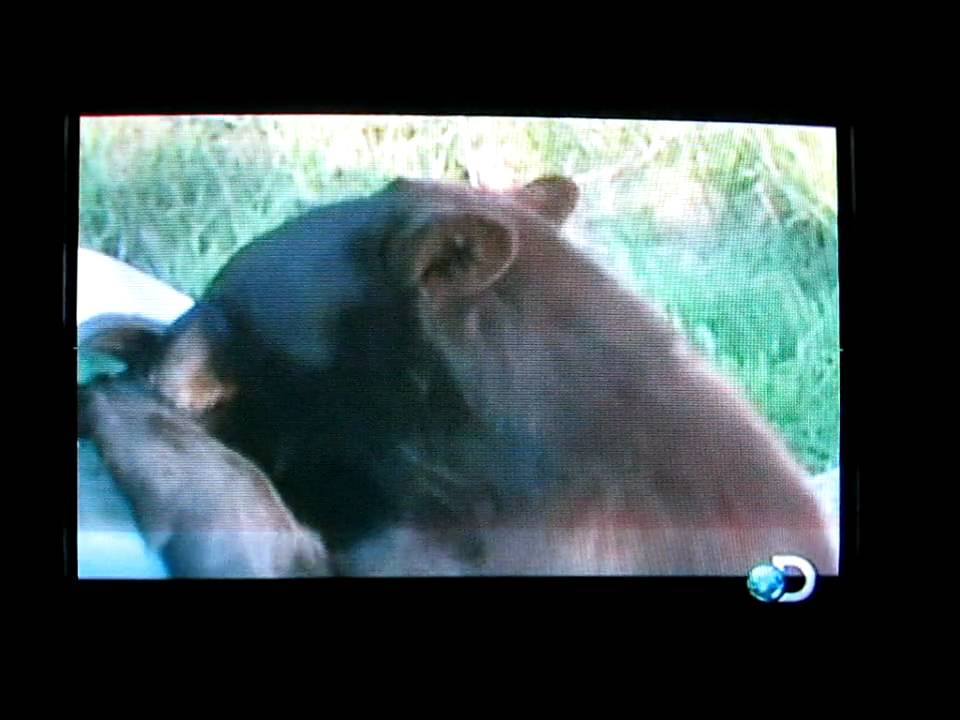 Black Bears Attack Car with Guy Inside