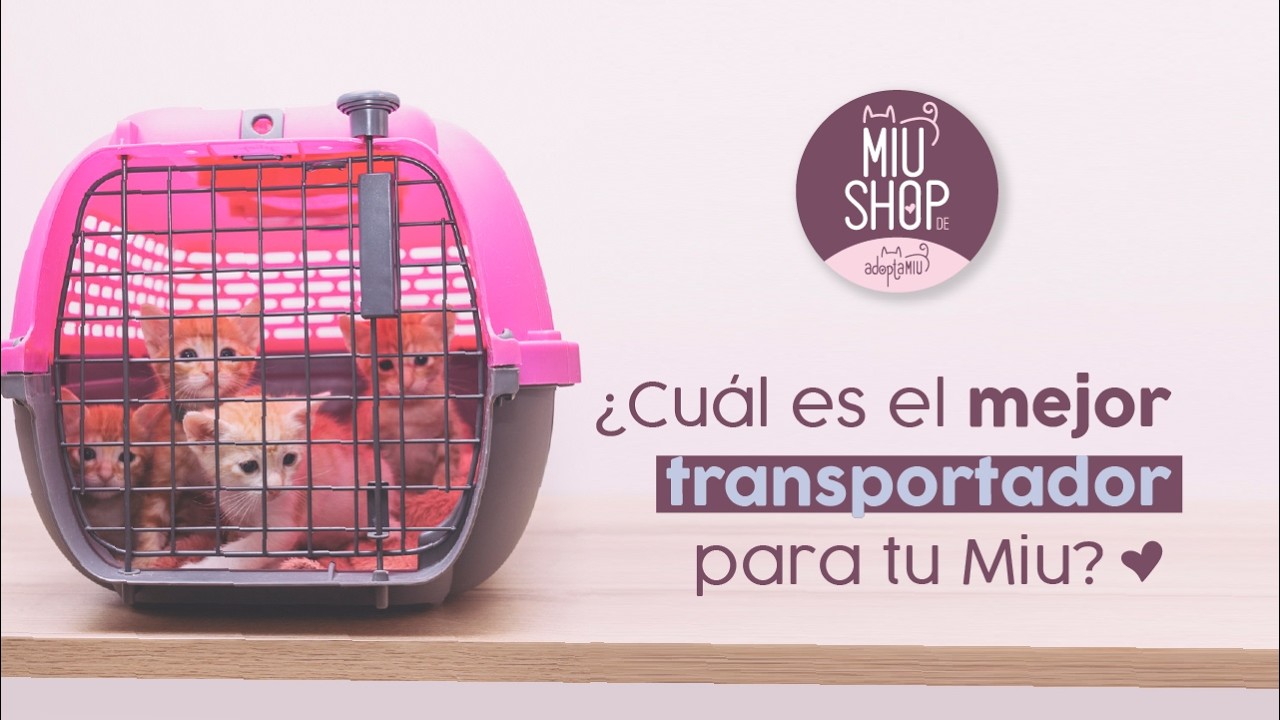 MIUSHOP: ¿Cuál Es El Mejor Transportador Para Tu Miu?