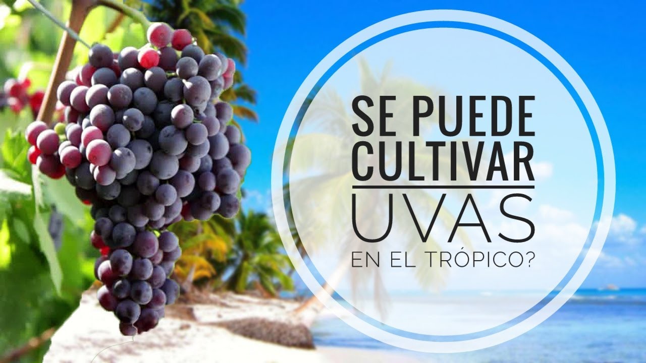 SE PUEDE CULTIVAR UVAS EN EL TRÓPICO