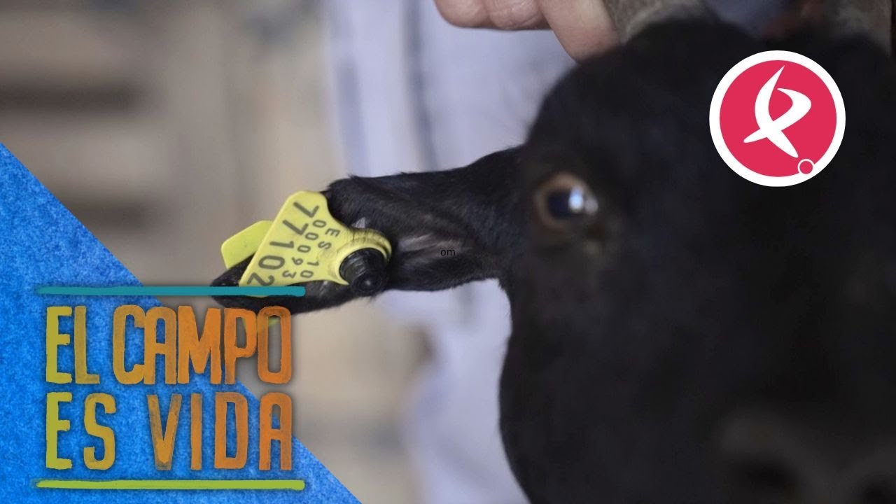 No hay mes que Isabel y Lidia no dupliquen crotales | El campo es vida