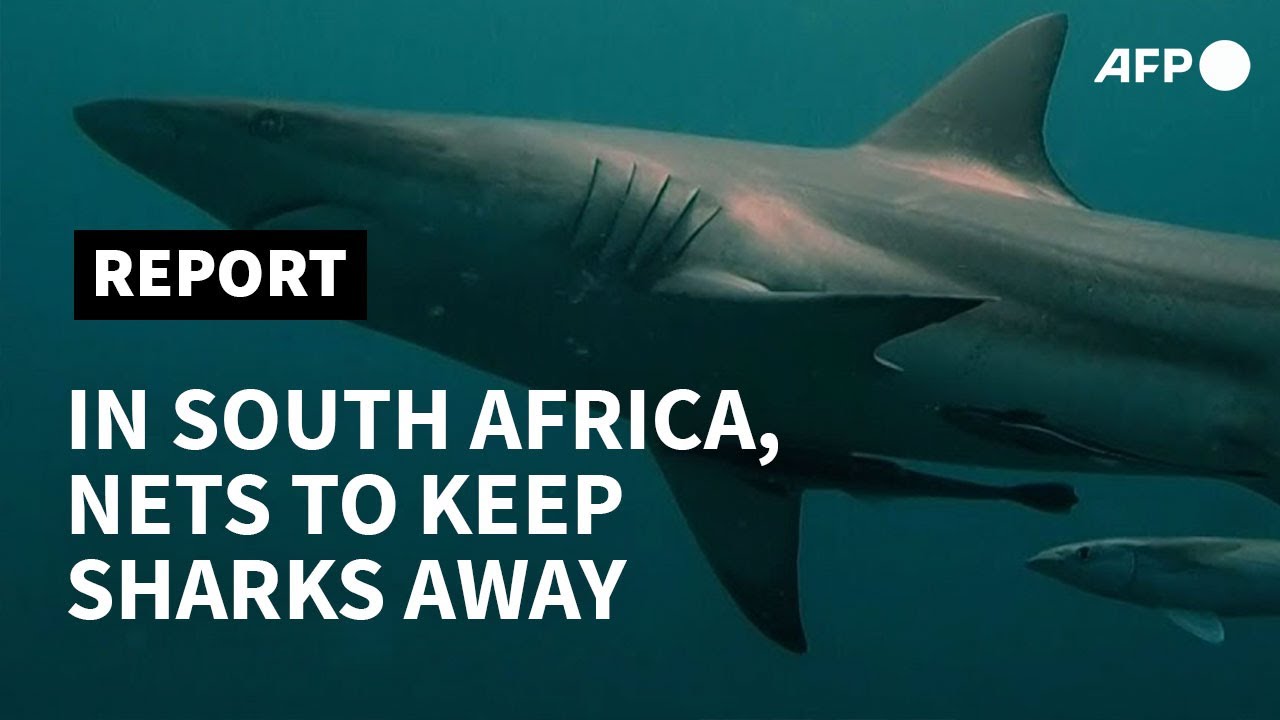 Shark nets: the 'curtains of death' protecting South Africa's beaches | AFP