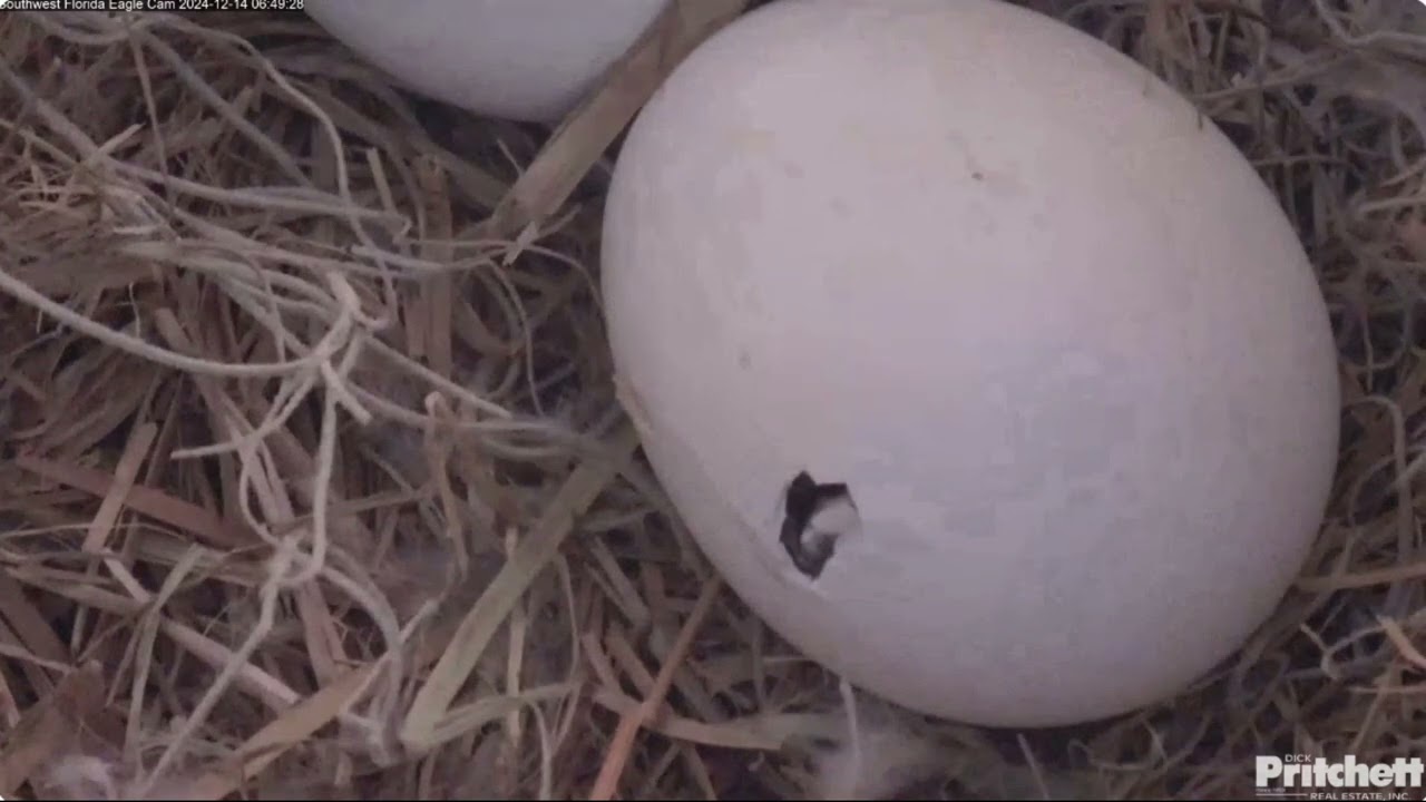 The difficult breakout process Southwest Florida Eagle Cam Southwest Florida Eagle Cam