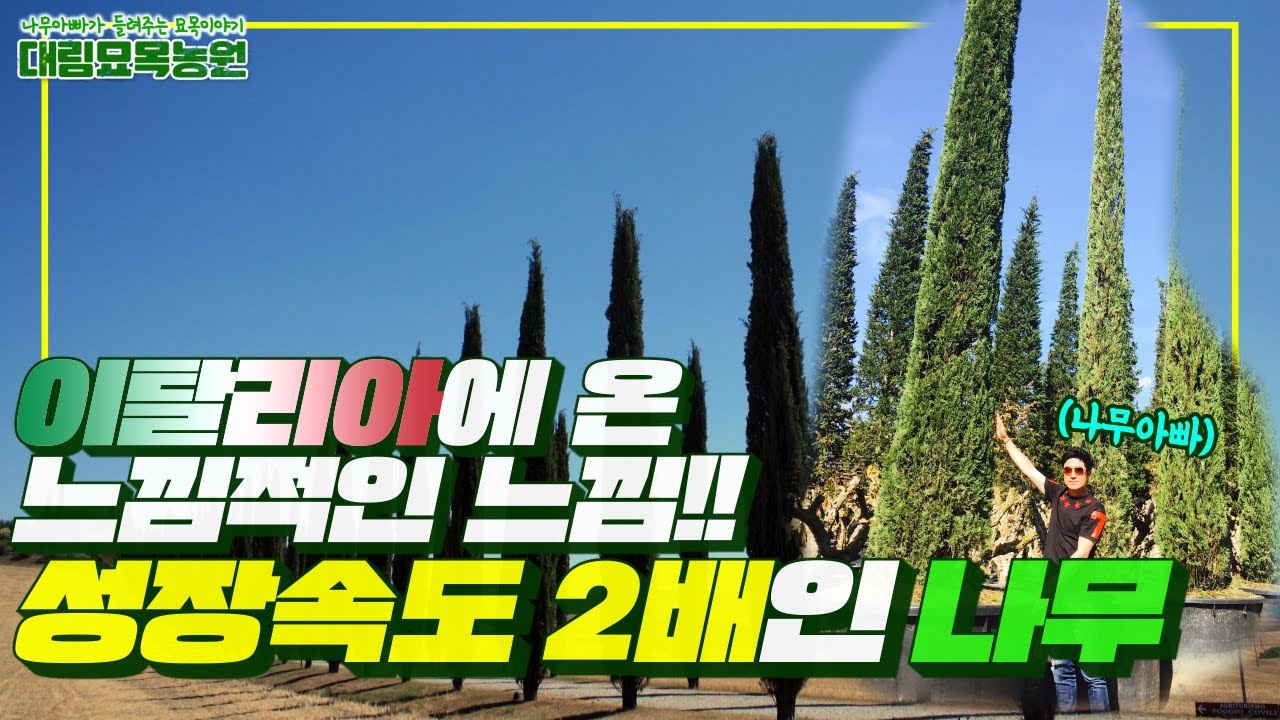 이탈리아에 온 느낌이 드는 나무가 있다? 성장속도가 2배! 돈 되는 나무를 공개합니다 (feat. 드림코트 비료)ㅣ[대림묘목농원_이탈리안 사이프러스 토템]