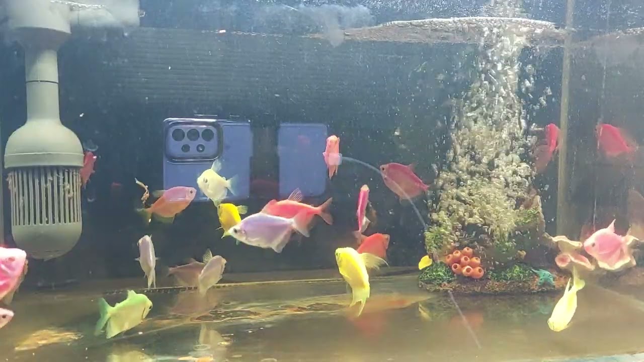 Relaxing Aquarium Fish Tank Sounds no music