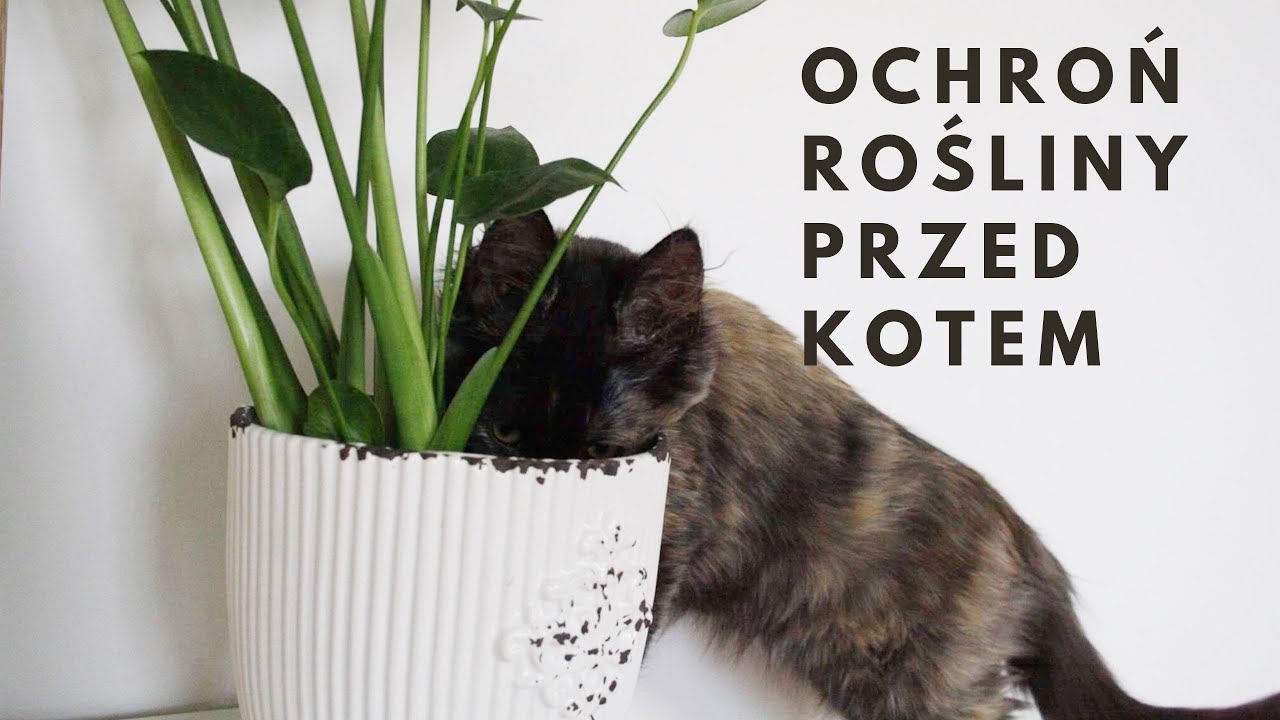 OCHRONA ROŚLIN PRZED KOTEM