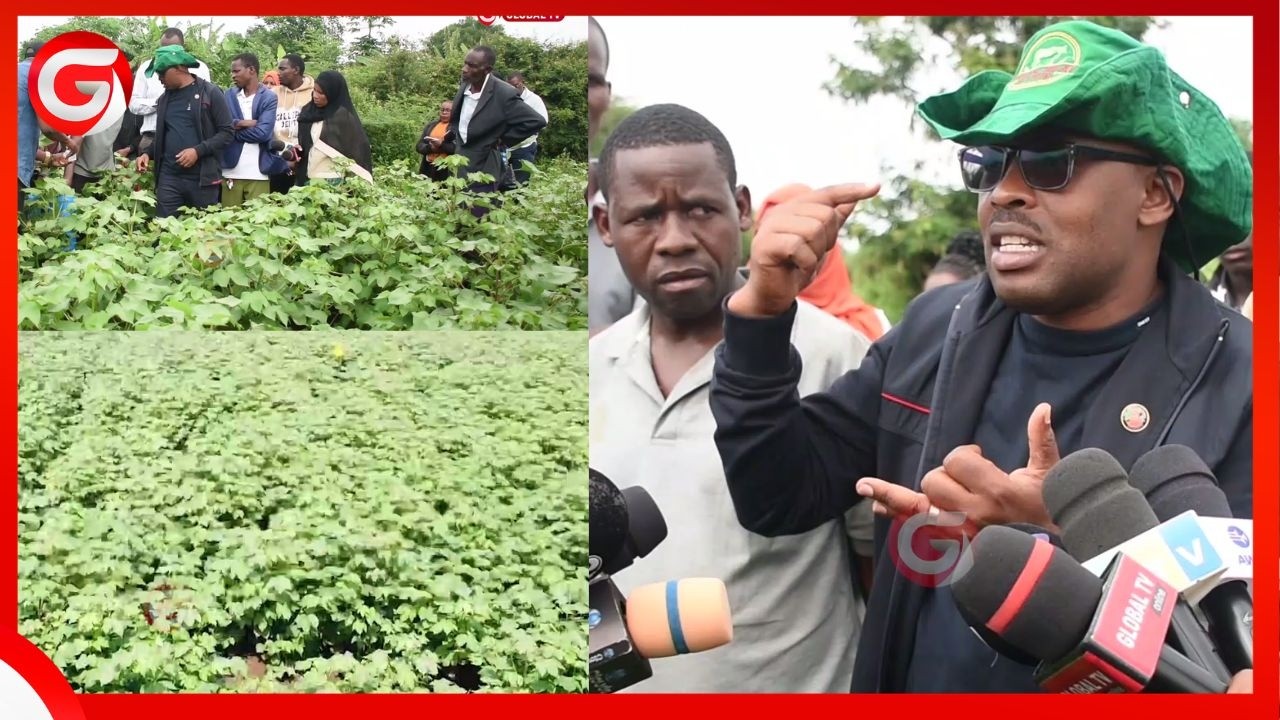 WAKULIMA wa PAMBA WASIMULIA MATESO MFUMO wa MNUNUZI MMOJA - WAUKATAA - DC ATOA TAMKO ZITO...
