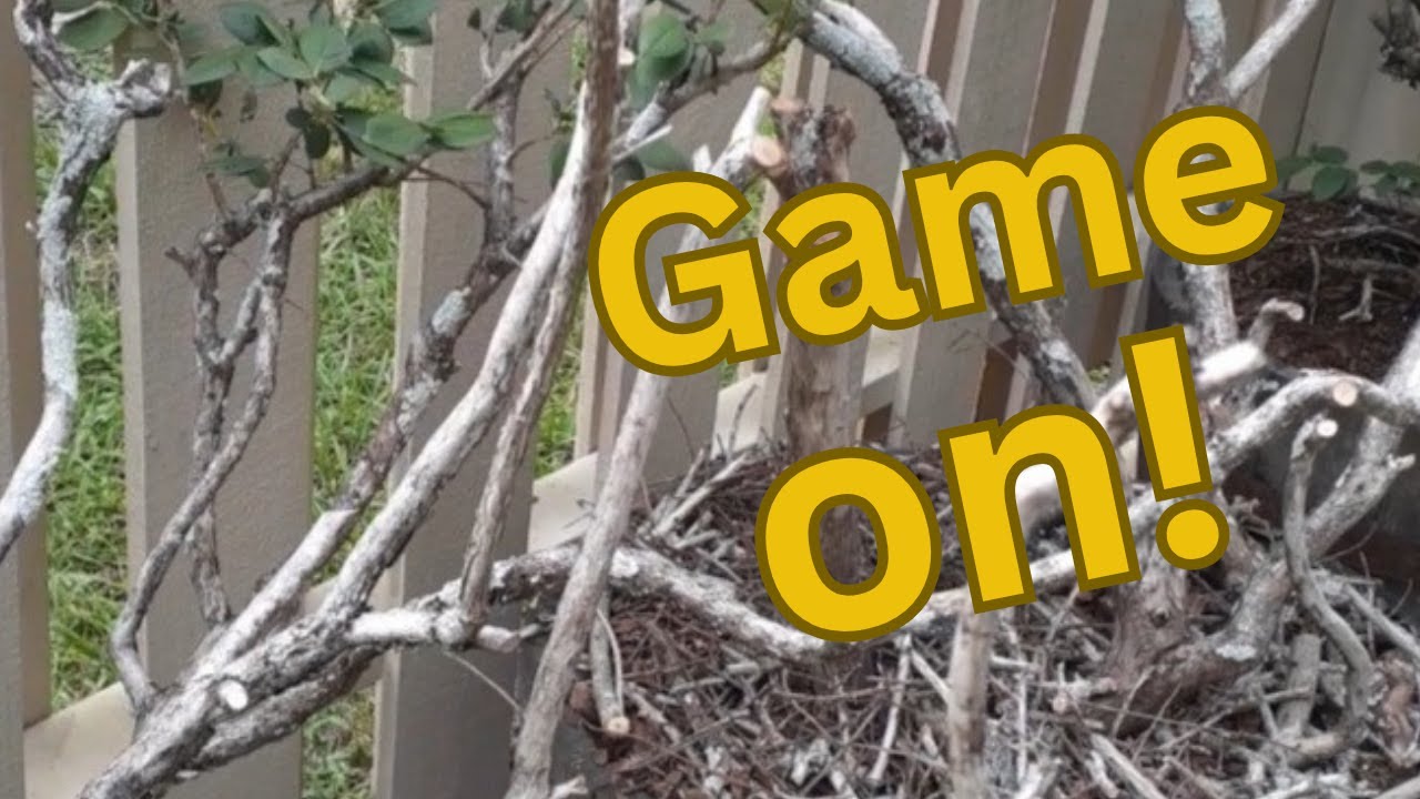 Dead, Dying or Dormant: If Maintaining Your Food Forest Was a Game Show | Suburban Life Permaculture