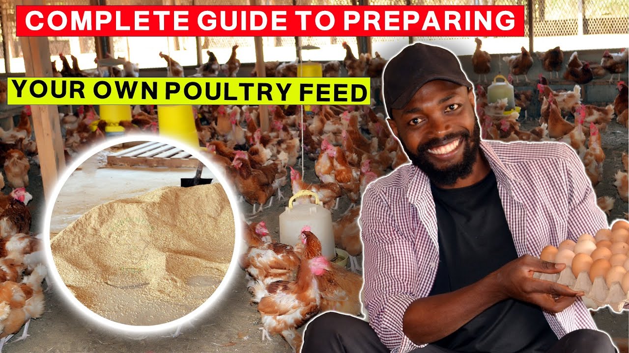 THE EASIEST WAY TO PREPARE YOUR OWN POULTRY FEED|| WHAT MOST FARMERS IN AFRICA WON'T TELL YOU