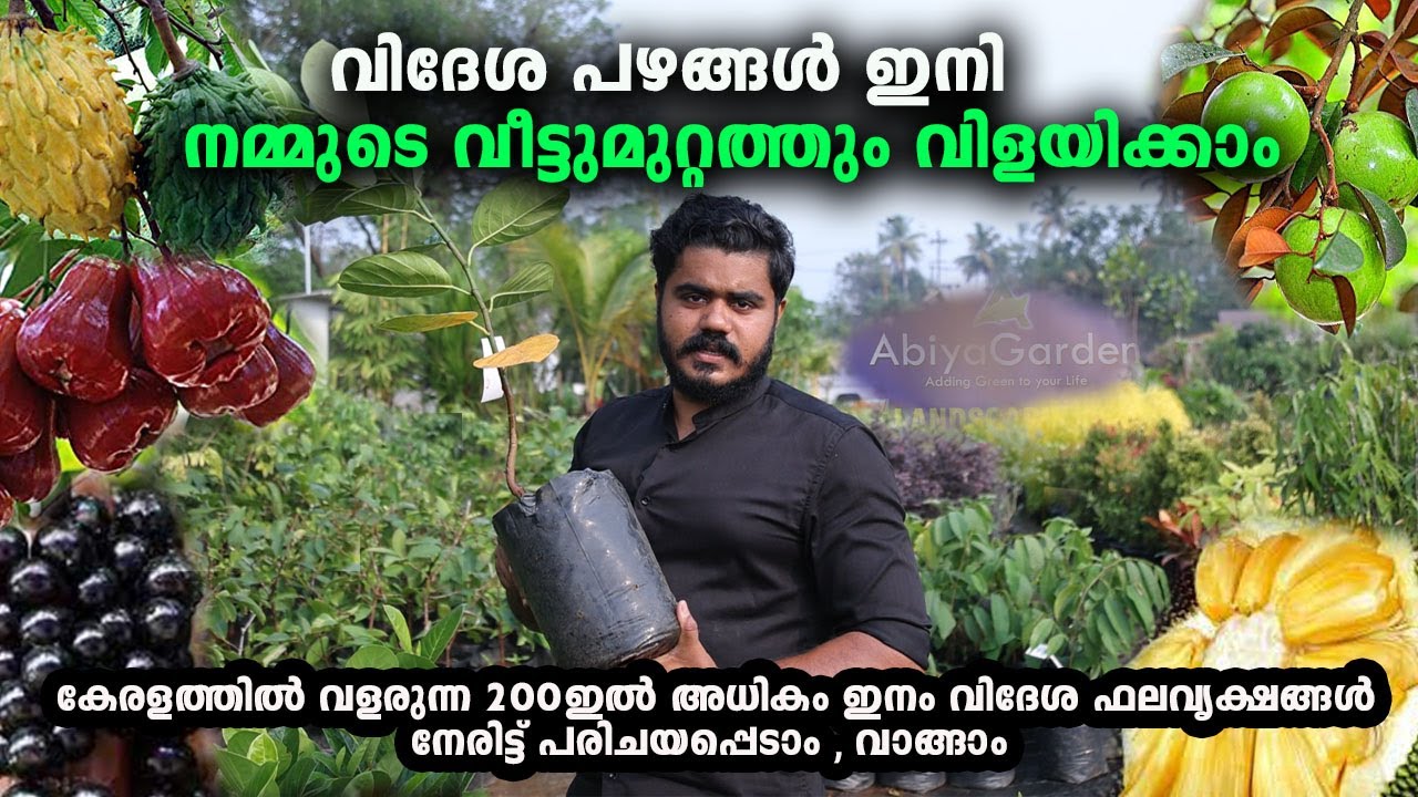 വിദേശ ഫലവൃക്ഷങ്ങൾ  ഇനി നമ്മുടെ വീട്ടുമുറ്റത്തും I 200 Variety Exotic Fruit Plants , Abiya Garden