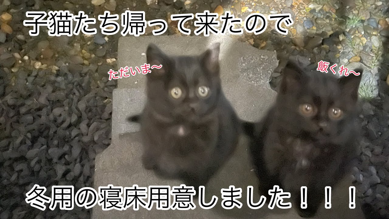 【猫ハウス】野良猫ファミリーの為に冬用の寝床を用意してあげましが…子猫たちが使ってくれません！！！