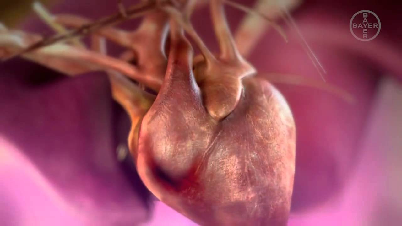 Dirofilariasis canina o enfermedad del gusano del corazón