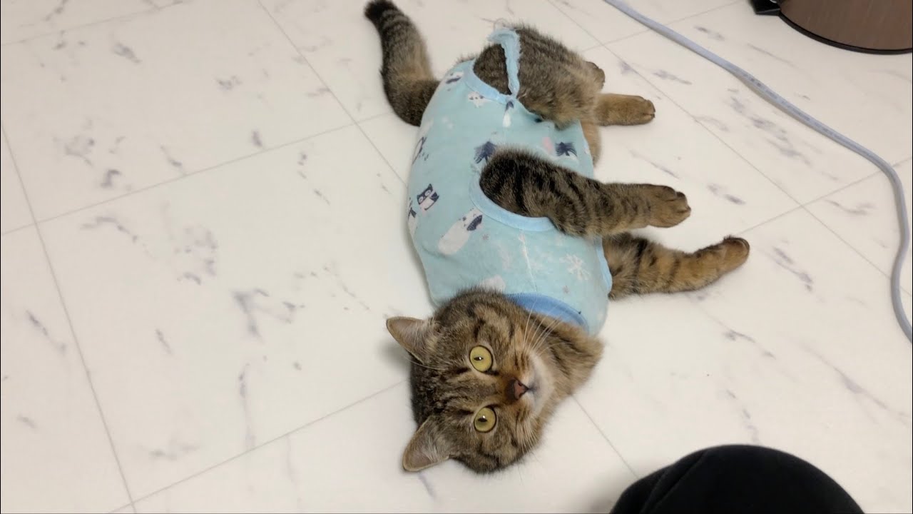 メス猫が発情期でとんでもない事になりました。